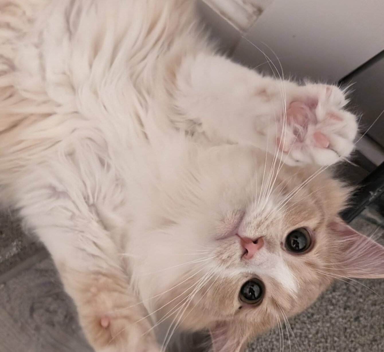 473242785_550260034833130_6445062188949809978_n